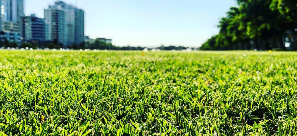 perth grass